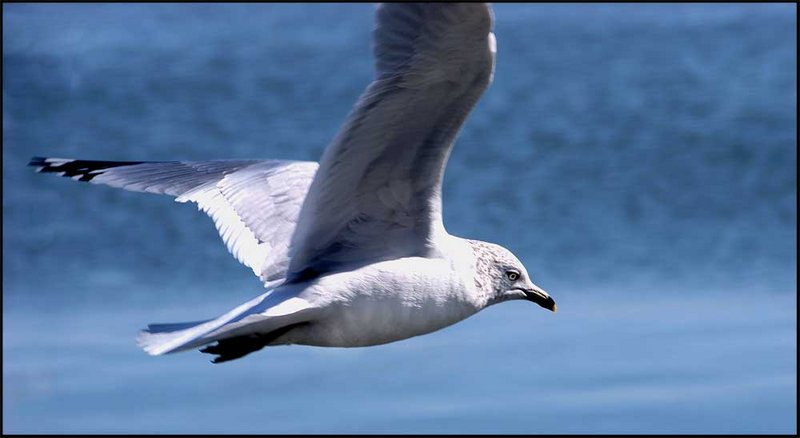 Seagull 2