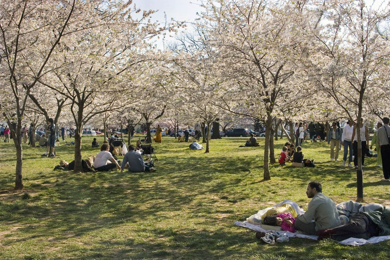 Cherry Blossoms