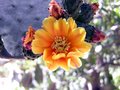 Tucson Botanical Gardens 127 Large Web view.jpg