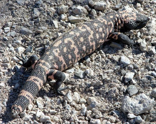 Gila Monster