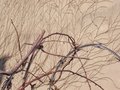 Growth and Barbed Wire