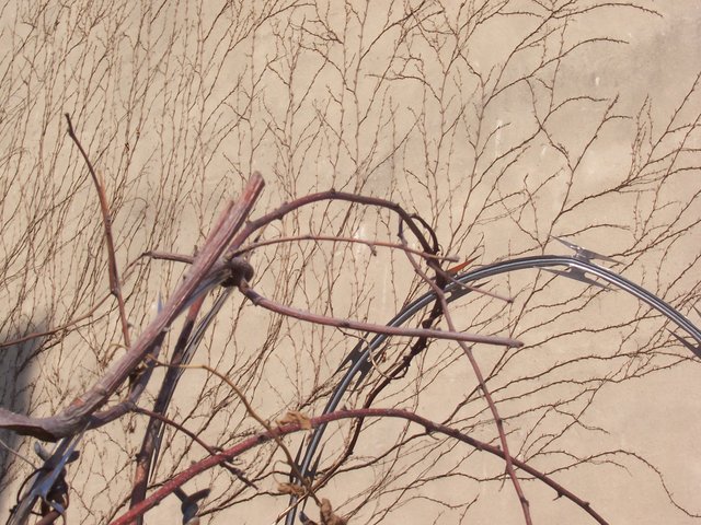 Growth and Barbed Wire