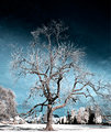 tree1.jpg
