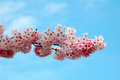 Cherryblossom.jpg