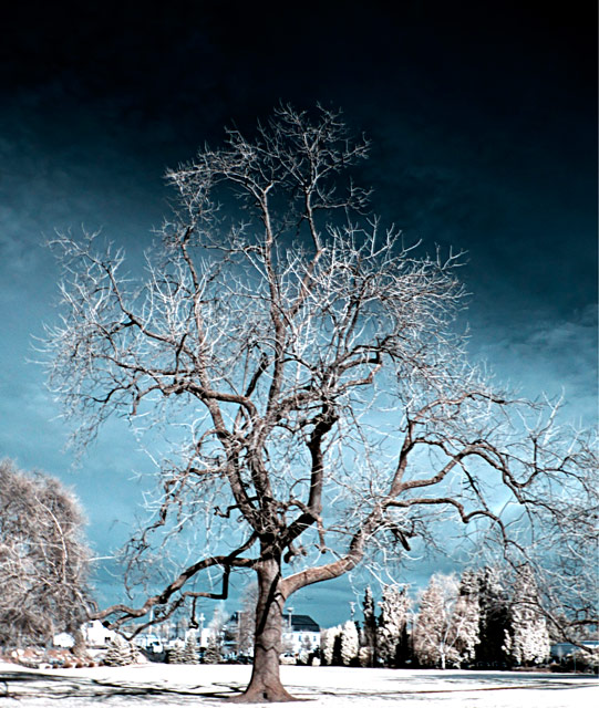 tree1.jpg