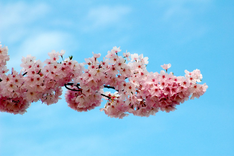 Cherryblossom.jpg