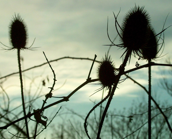 a thistle family