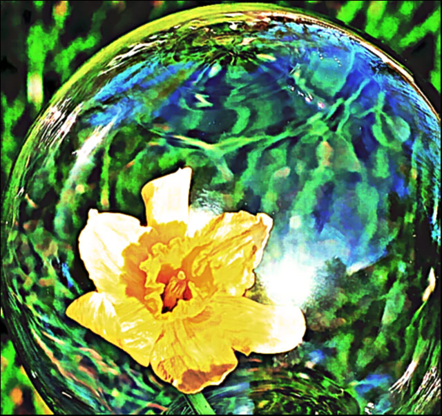 daffodelic