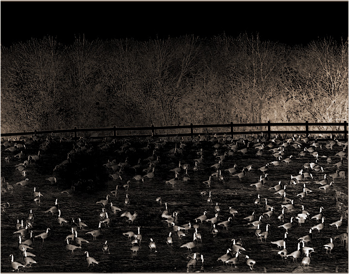 gorey geese