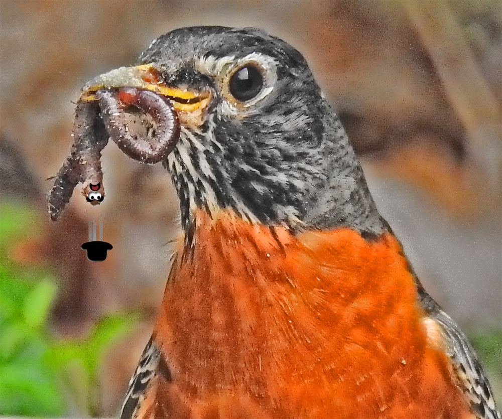 robinpp