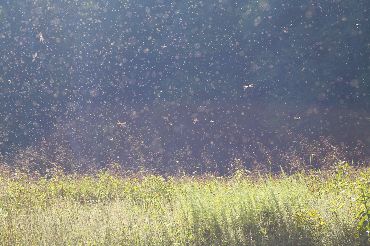 midge and dragonfly swarm