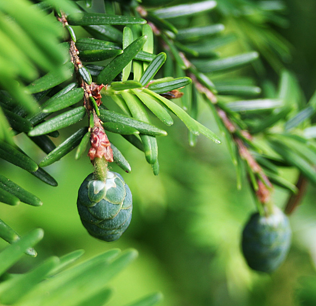 Fir Babies