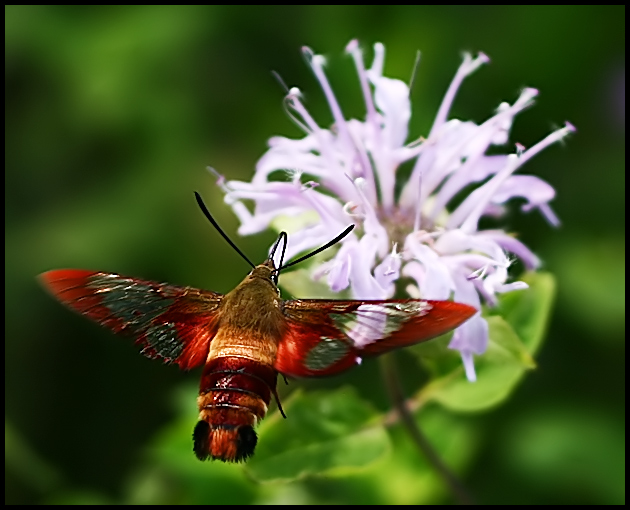 hummingbird moth