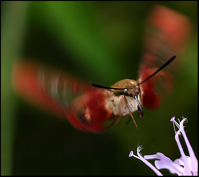 the whirr of the hummingbird moth