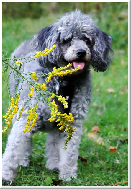 Day 6: Smell the roses, taste the goldenrod....