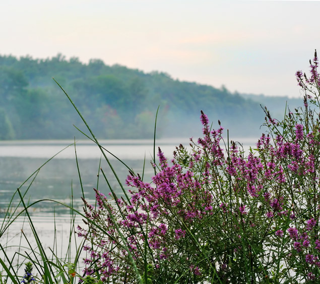 heather and mist