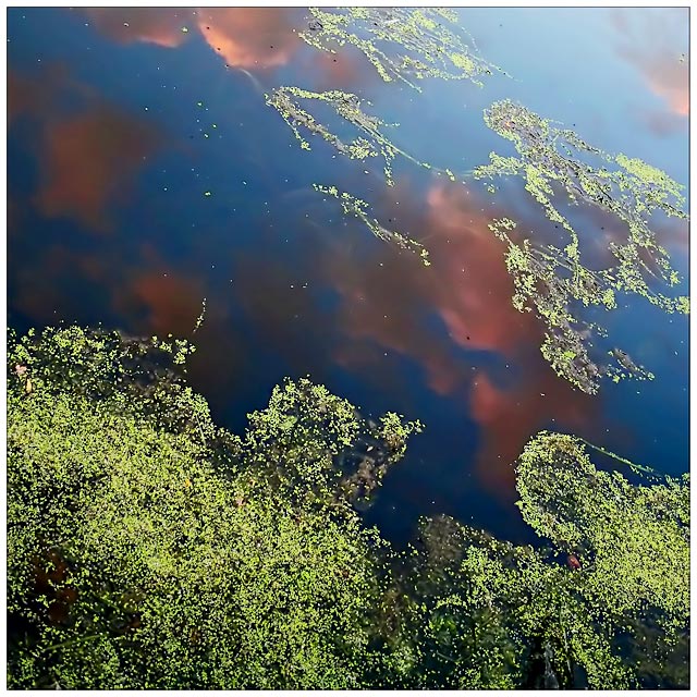 anchored by algae