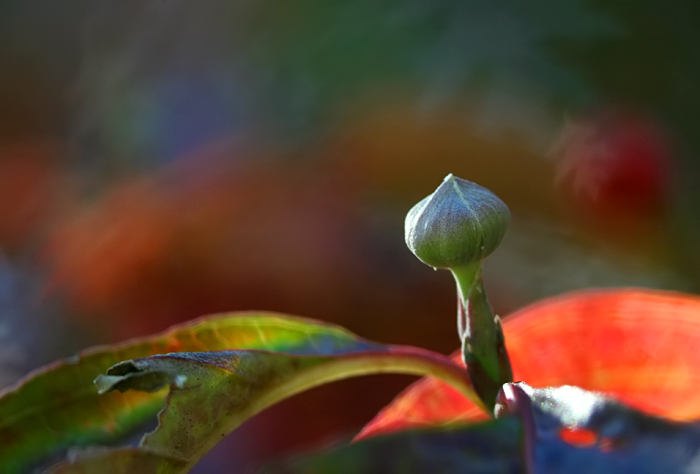 cornus vibrance