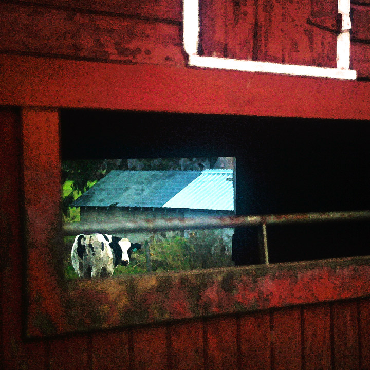 cowquette