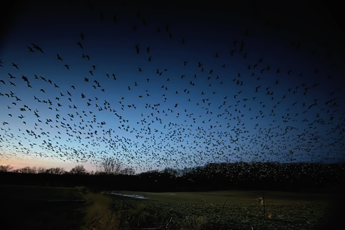 snow goose explosion 2