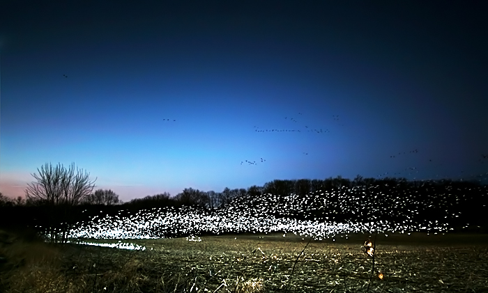 snow goose explosion 1