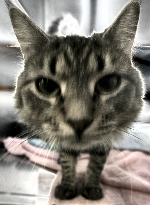 MEow