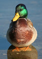 Mallard