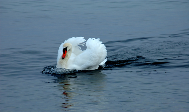 Formerly known as the ugly duckling