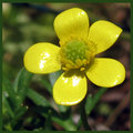 Yellow.jpg