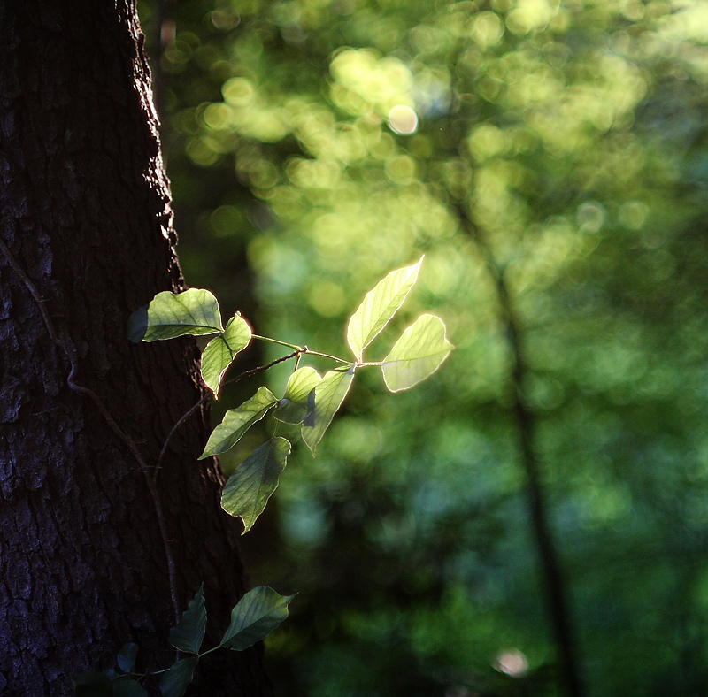 poison ivy