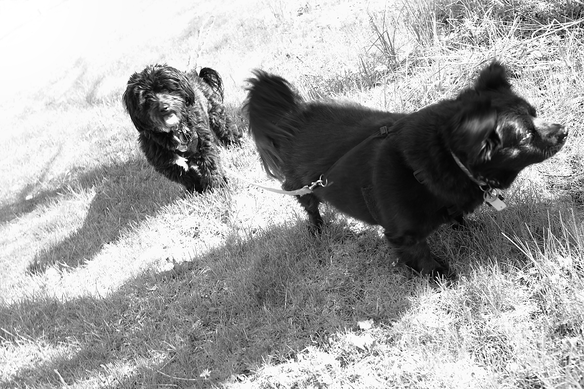 Black Dogs Are Difficult To Photograph
