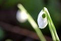 Lone Snowdrops