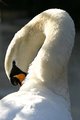 Preening