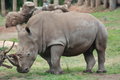 Rhino.jpg