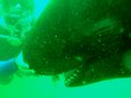 playing with whales dive.jpg