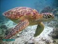 turtle number 1.JPG
