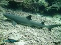 white tip 2.JPG