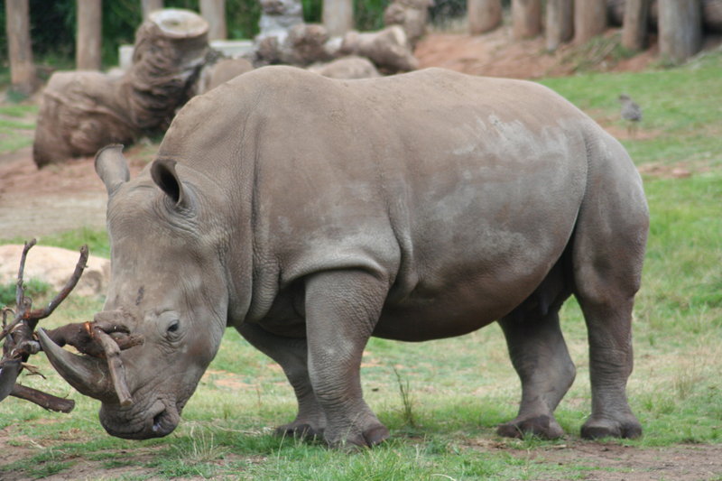 Rhino.jpg