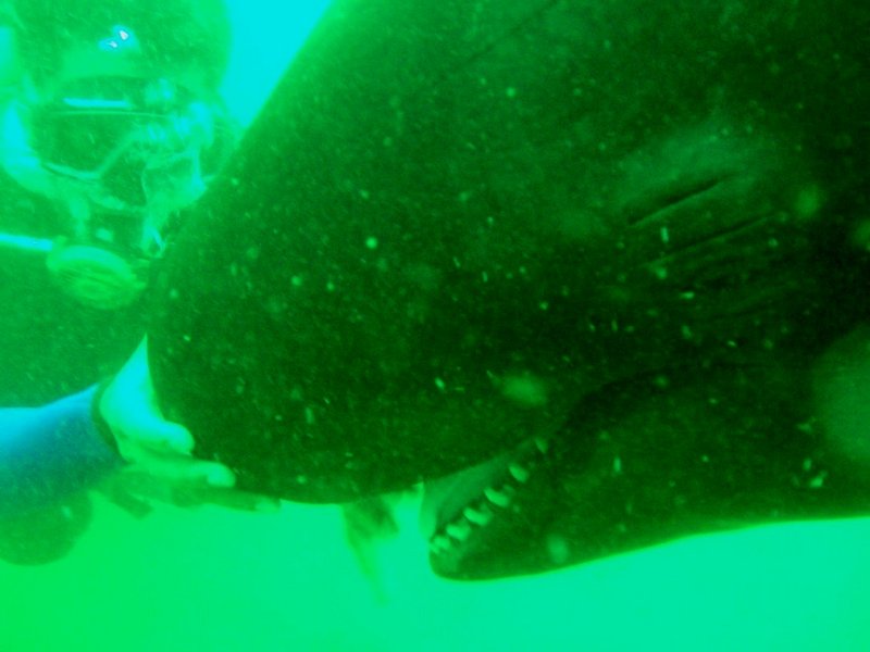 playing with whales dive.jpg