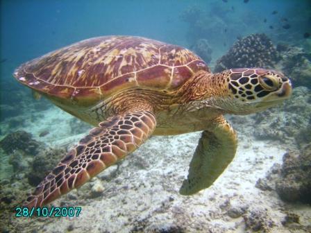 turtle number 1.JPG