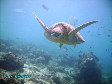 turtle lookin at you 1.JPG