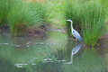 Great Blue Heron