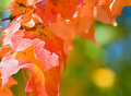 Fall Breaks