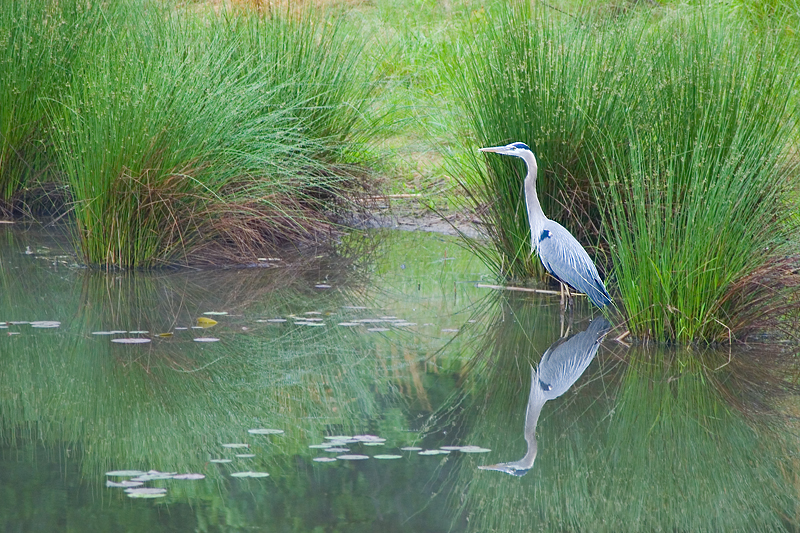 Great Blue Heron
