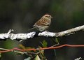Chipping Sparrow