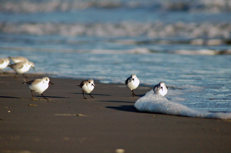 Sea Foam