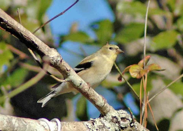 Goldfinch