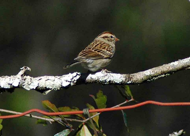 Chipping Sparrow