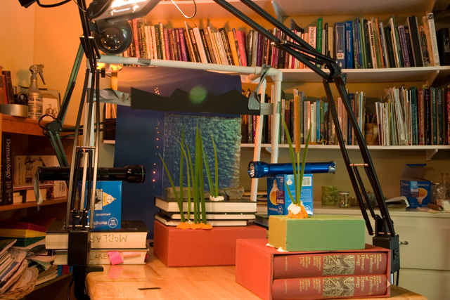 cattail_setup_4069_copy.jpg