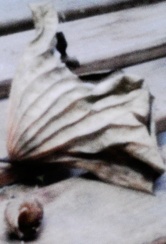 lotus leaf and snail shell  week 1